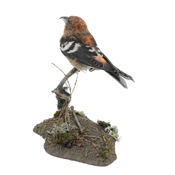 Opgezette witbandkruisbek - man