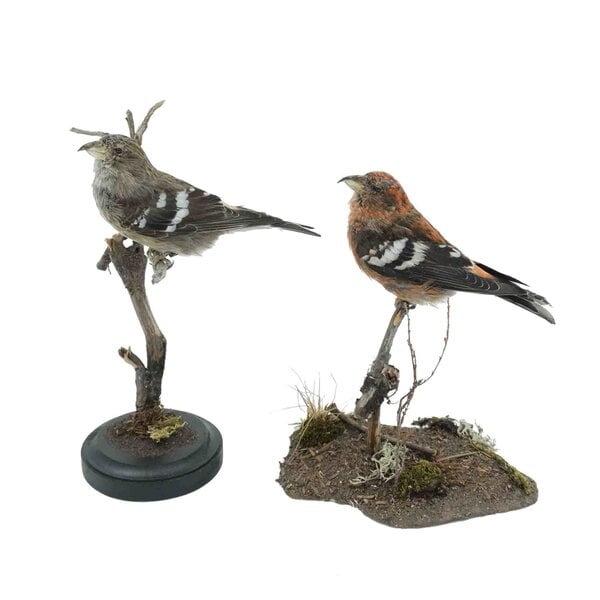 Mounted Two-barred crossbill - male