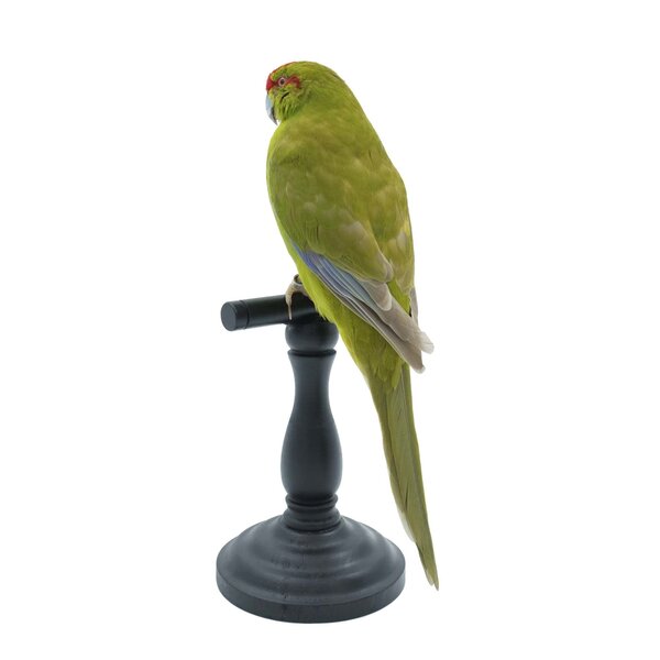 Präparierte Ziegensittich