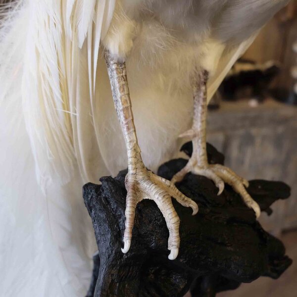 Opgezette witte pauw op exclusieve sokkel