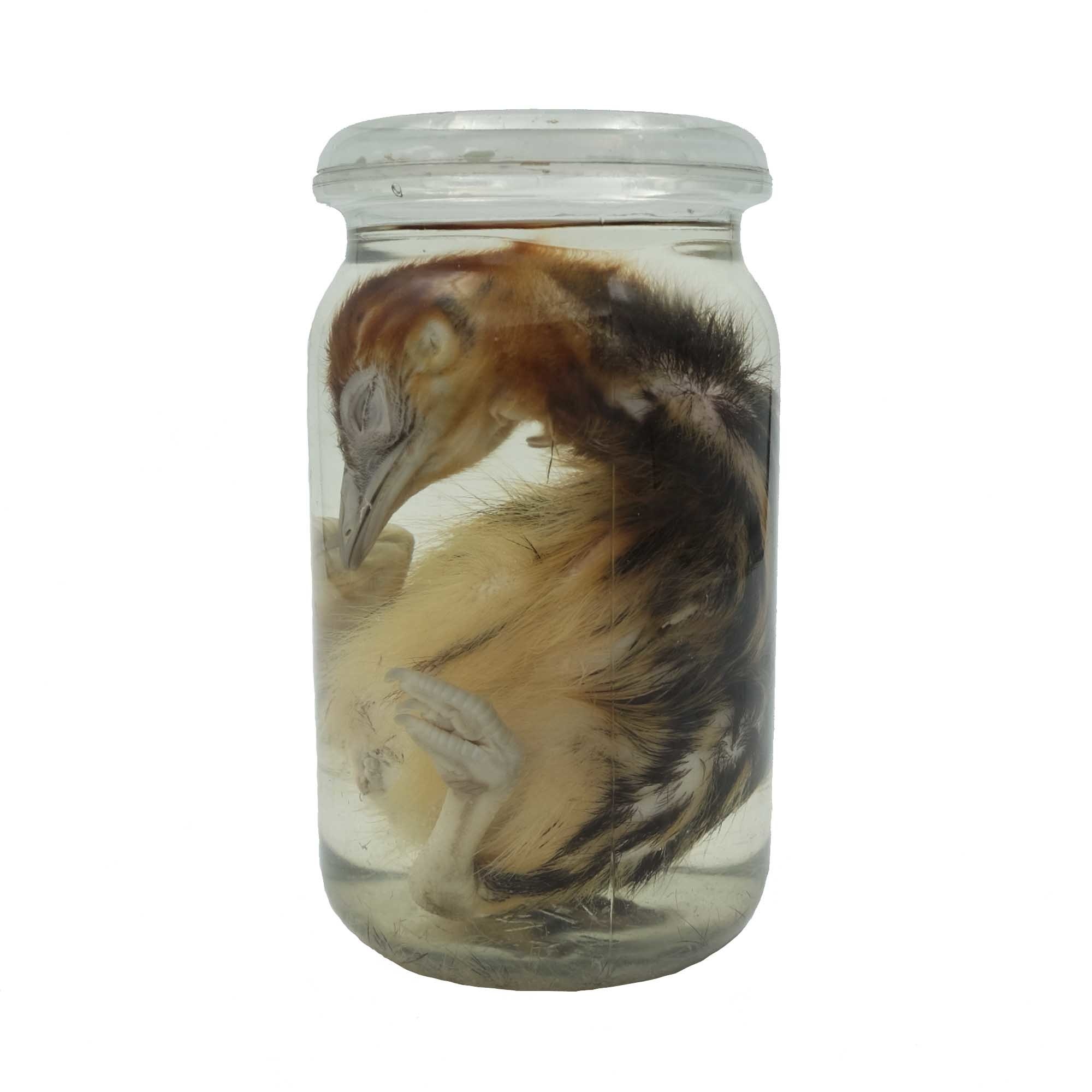 Taxidermy; Ostrich chick in formaldehyde