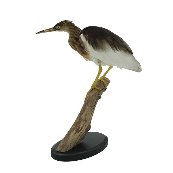 Präparierte Rallenreiher