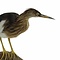 Mounted squacco heron