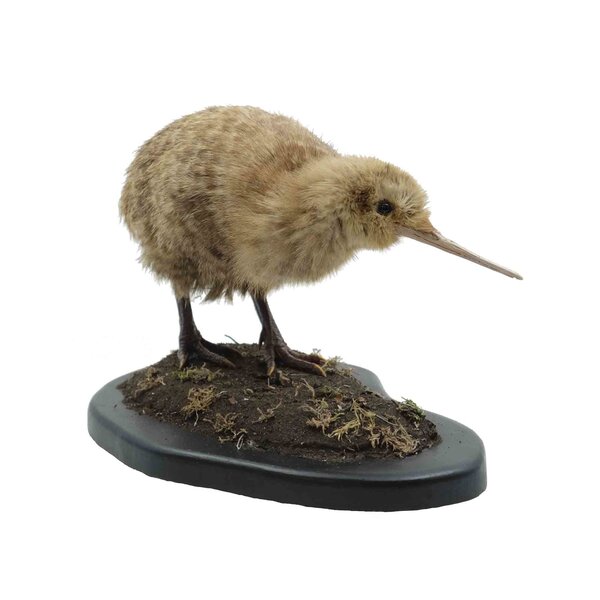 Opgezette kleine gevlekte kiwi