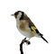 Mounted european goldfinch - wild color