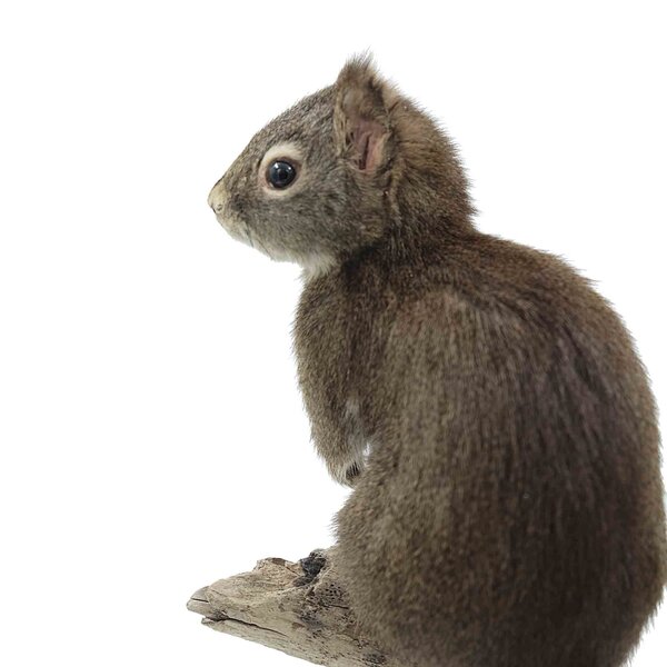 Opgezette Pater davids (chinese) rotseekhoorn