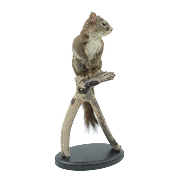 Mounted Père David's (chinese) rock squirrel