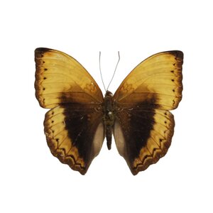 Cymothoe Hypata