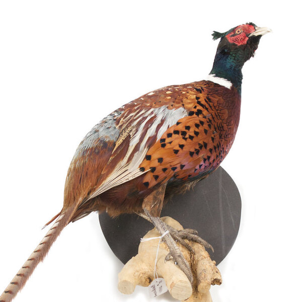 Fasan ♂ (Wandmontage nach rechts schauen)