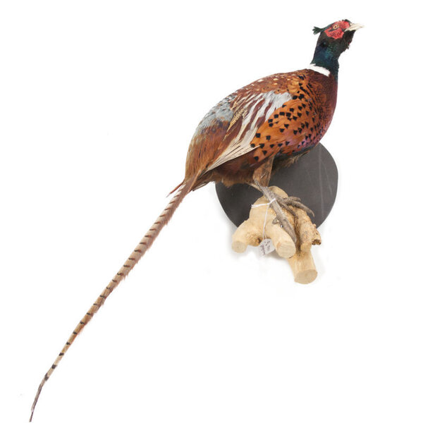 Mounted common pheasant ♂ (wall mounting looking right)