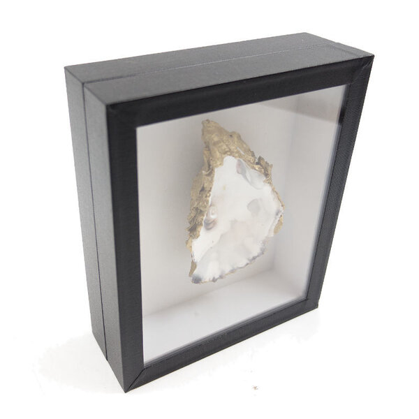 Oyster with pearl in an insect box