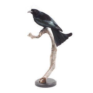 Mounted hair-crested drongo