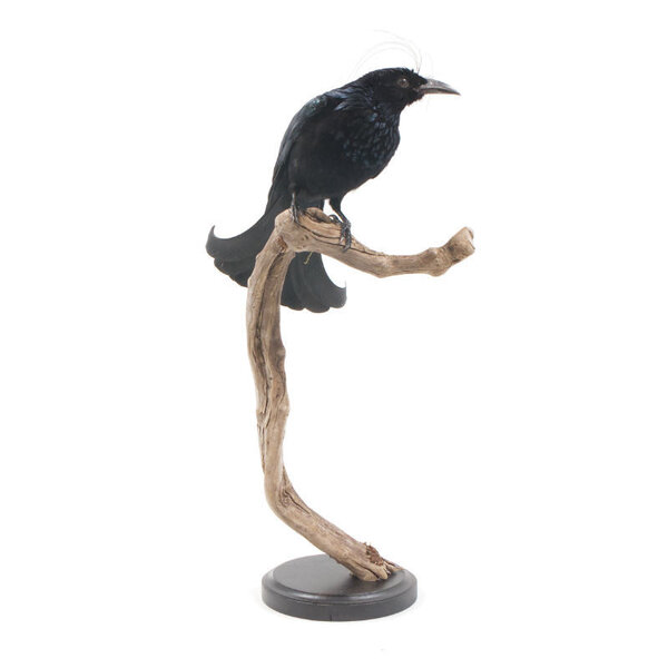 Ausgestopfte Haarbuschdrongo