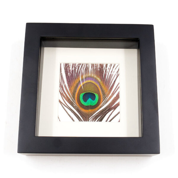 Pauwenveer in exclusieve zwarte lijst (16 x 16 cm)