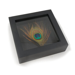Peacock feather in elegant black frame (16 x 16 cm)