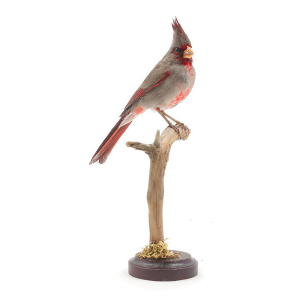 Mounted desert cardinal