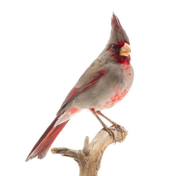 Mounted desert cardinal
