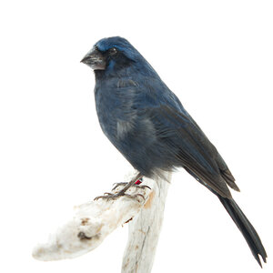 Mounted blue grosbeak