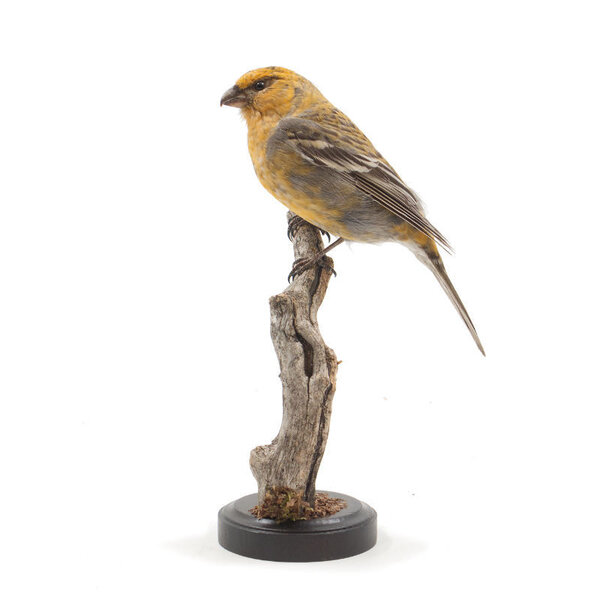 Mounted pine grosbeak