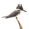 Mounted Crested kingfisher