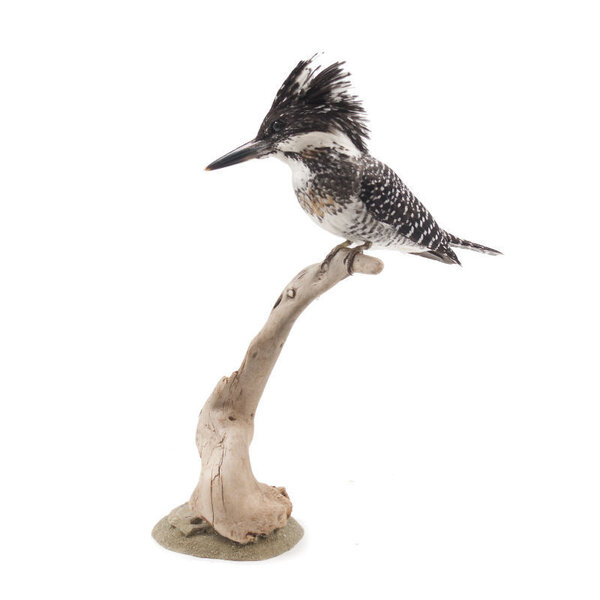 Opgezette Chinese reuzenijsvogel