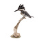 Mounted Crested kingfisher