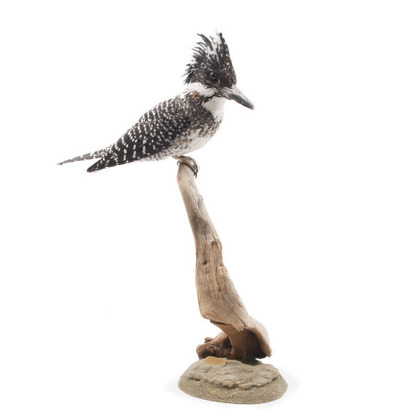 Mounted Crested kingfisher