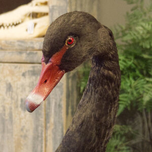 Mounted black swan