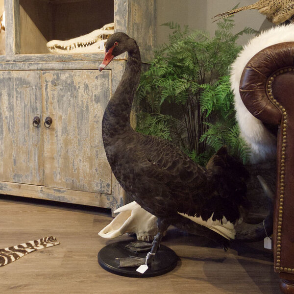 Opgezette zwarte zwaan