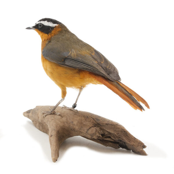 Opgezette witbrauwlawaaimaker