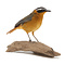 Mounted white-browed robin-chat