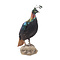 Mounted himalayan monal