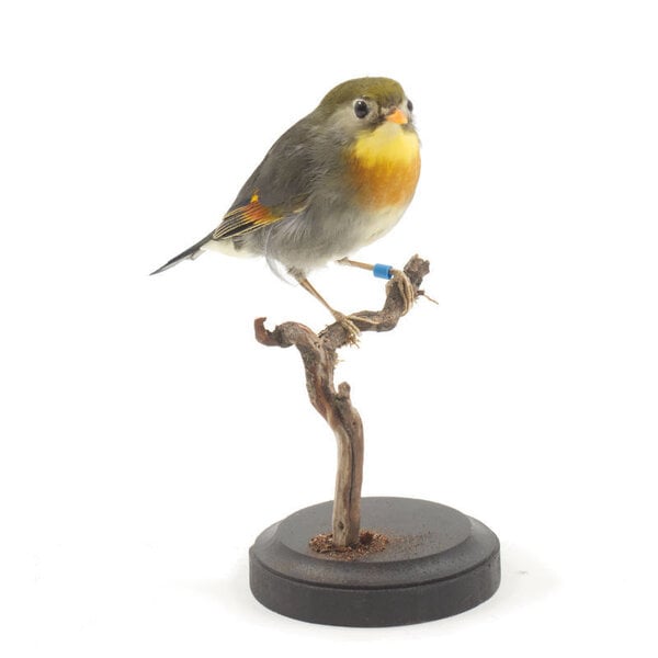 Mounted red-billed leiothrix