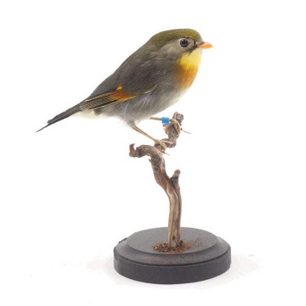 Mounted red-billed leiothrix