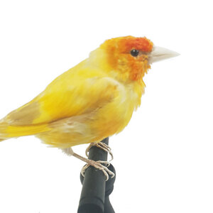 Mounted yellow european goldfinch