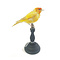 Mounted yellow european goldfinch