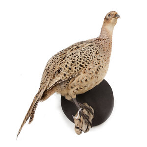 Mounted common pheasant ♀ (wall mounting looking right)
