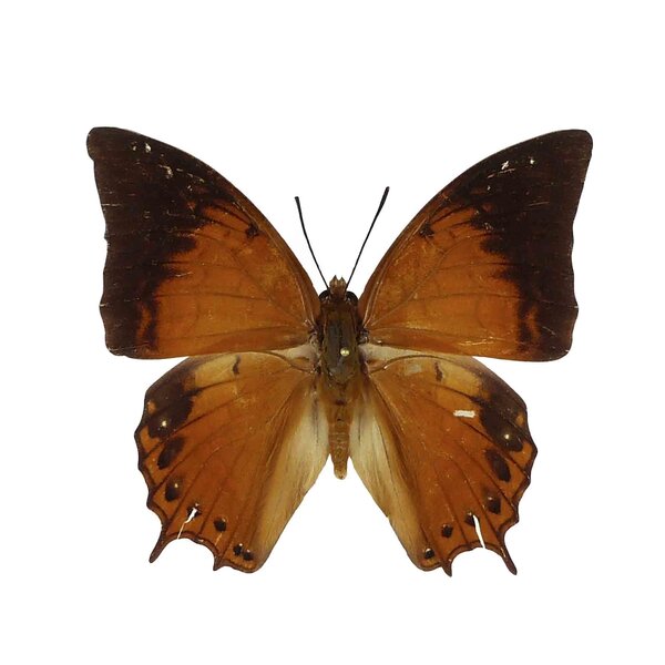 Charaxes Affinis