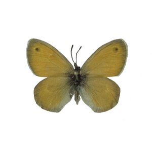 Coenonympna Pamphilus - Hooibeestje