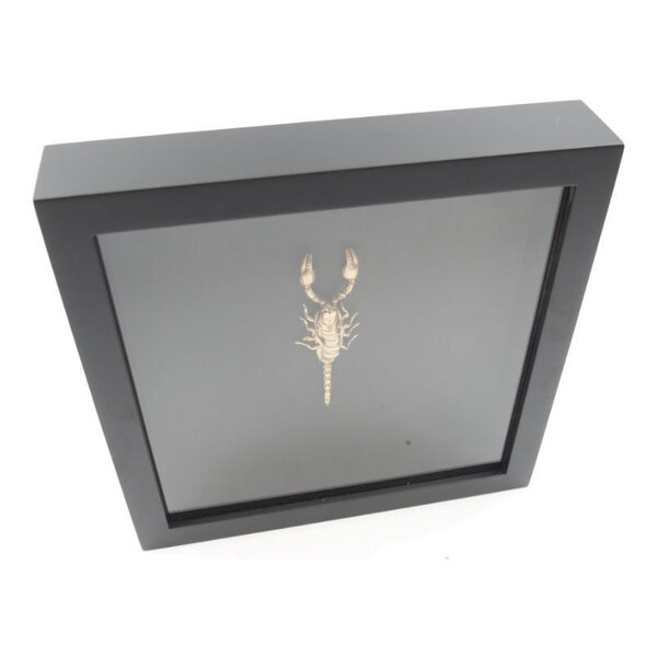 Golden scorpion in elegant black wooden frame - Heterometrus Spinifer