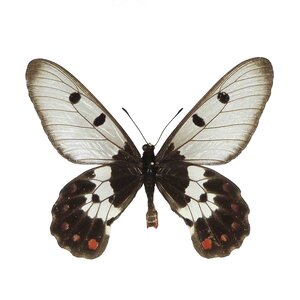 Papilion Cressida Insularis
