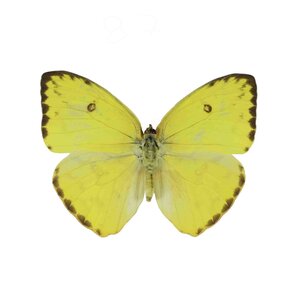 Phoebis Sennae (female)