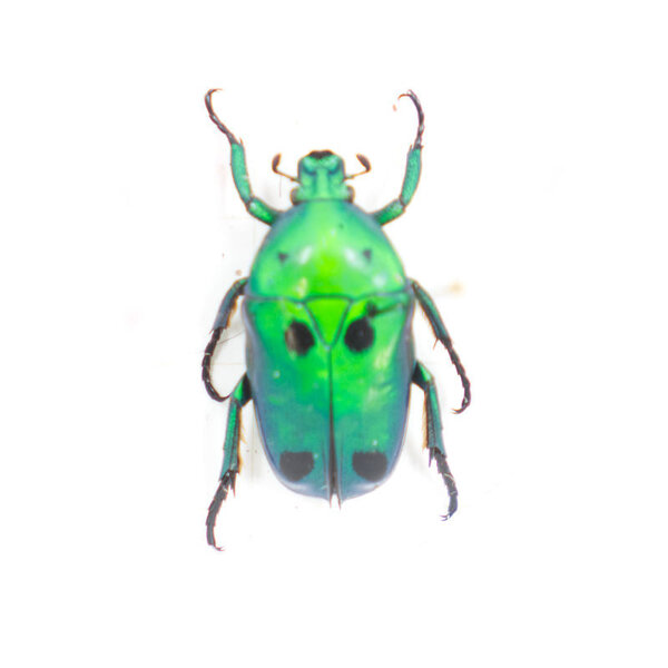 Heterorrhina sexmaculata unpräpariert