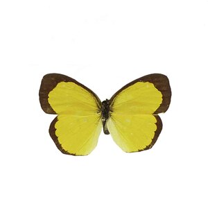 Eurema Floricola