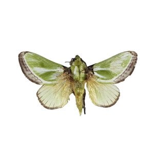 Parasa shirakii