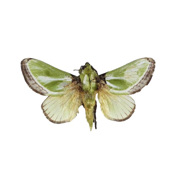 Parasa shirakii