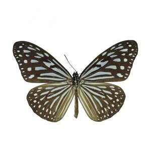 Ideopsis Similina