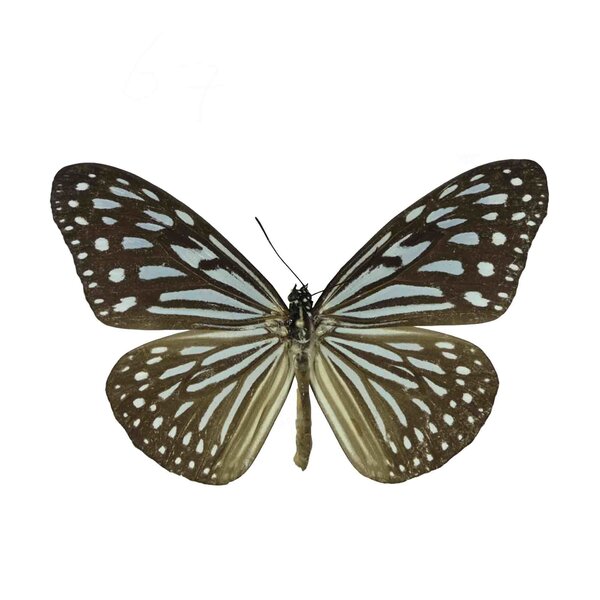 Ideopsis Similina