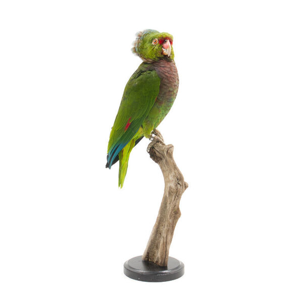 Opgezette wijnborstamazone