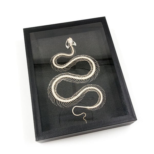 Schlangenskelett in eleganter Box (23 x 30 cm)